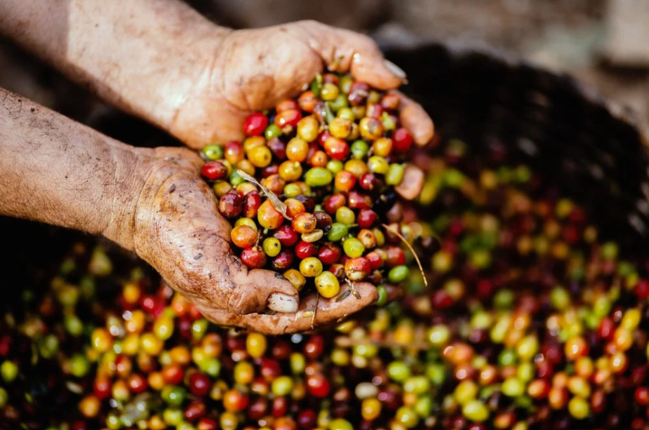 Why we choose Fair Trade Organic Coffee.